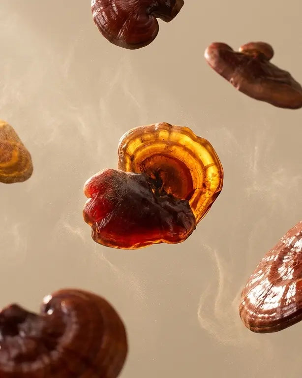Reishi: qué es, para qué sirve y cómo tomarlo
