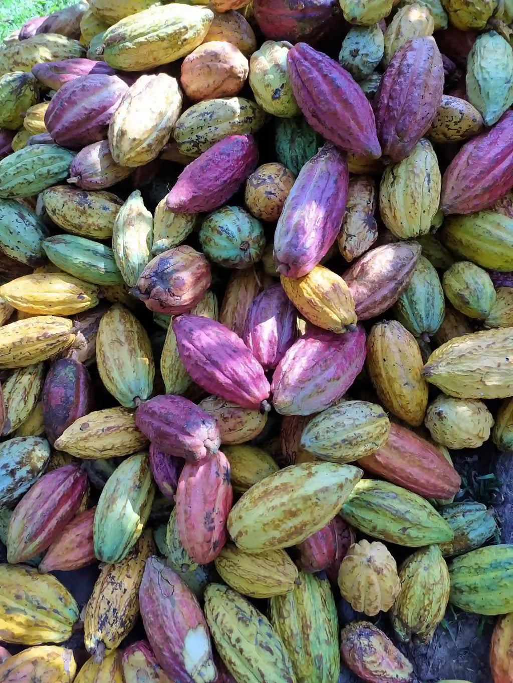 Granos de cacao venezolano de +58 Cacao