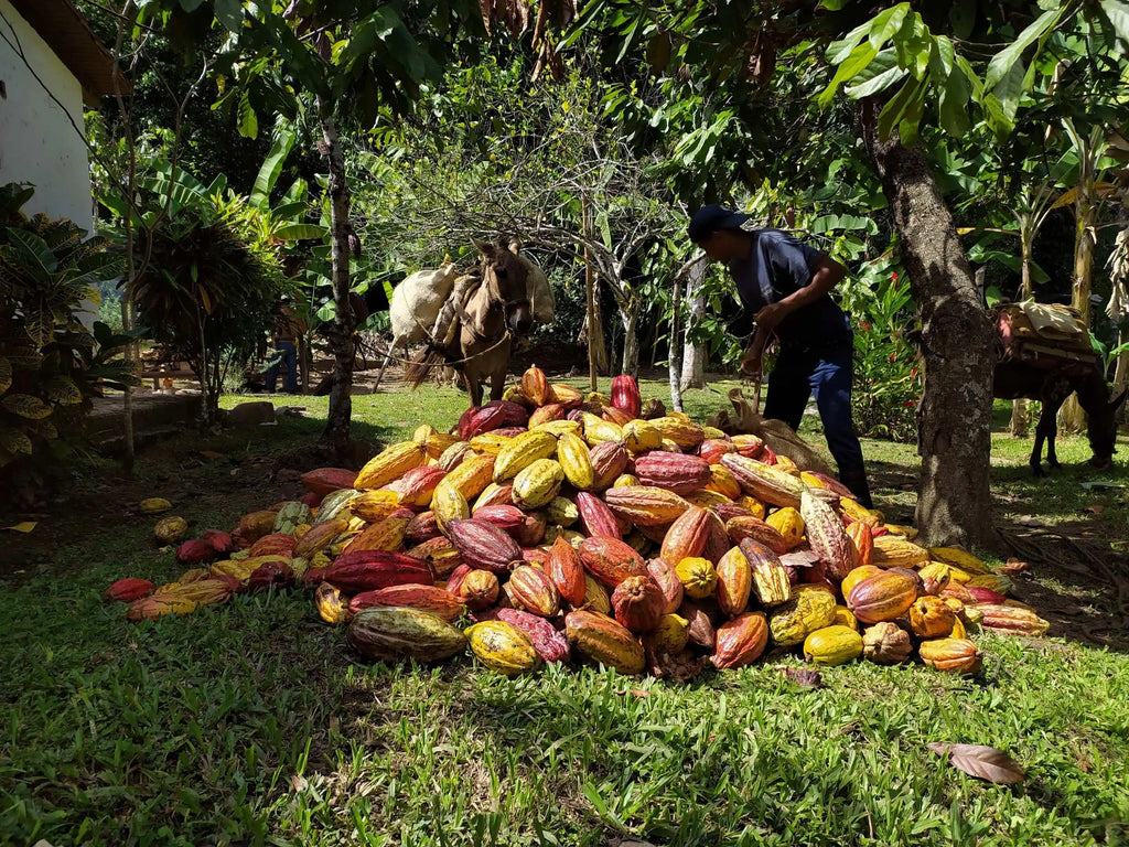 Granos de cacao venezolano de +58 Cacao